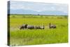 Farmer Herding Water Buffalo by the Kaladan River, Rakhine, Myanmar-Keren Su-Stretched Canvas