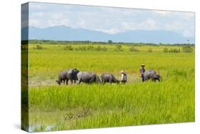 Farmer Herding Water Buffalo by the Kaladan River, Rakhine, Myanmar-Keren Su-Stretched Canvas