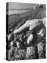 Farmer Holding a Handful of Soil-Ed Clark-Stretched Canvas