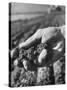 Farmer Holding a Handful of Soil-Ed Clark-Stretched Canvas