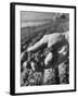 Farmer Holding a Handful of Soil-Ed Clark-Framed Photographic Print