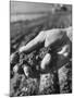 Farmer Holding a Handful of Soil-Ed Clark-Mounted Photographic Print