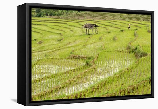 Farmer in Rice Paddy Fields Laid in Shallow Terraces-Annie Owen-Framed Stretched Canvas