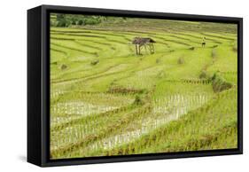 Farmer in Rice Paddy Fields Laid in Shallow Terraces-Annie Owen-Framed Stretched Canvas