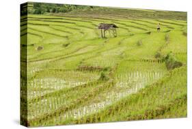 Farmer in Rice Paddy Fields Laid in Shallow Terraces-Annie Owen-Stretched Canvas