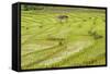 Farmer in Rice Paddy Fields Laid in Shallow Terraces-Annie Owen-Framed Stretched Canvas