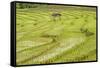 Farmer in Rice Paddy Fields Laid in Shallow Terraces-Annie Owen-Framed Stretched Canvas