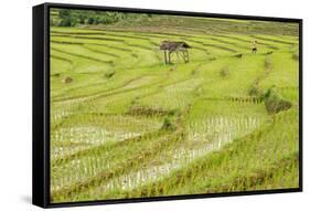 Farmer in Rice Paddy Fields Laid in Shallow Terraces-Annie Owen-Framed Stretched Canvas