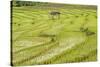 Farmer in Rice Paddy Fields Laid in Shallow Terraces-Annie Owen-Stretched Canvas
