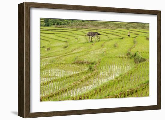 Farmer in Rice Paddy Fields Laid in Shallow Terraces-Annie Owen-Framed Photographic Print