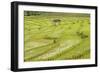 Farmer in Rice Paddy Fields Laid in Shallow Terraces-Annie Owen-Framed Photographic Print