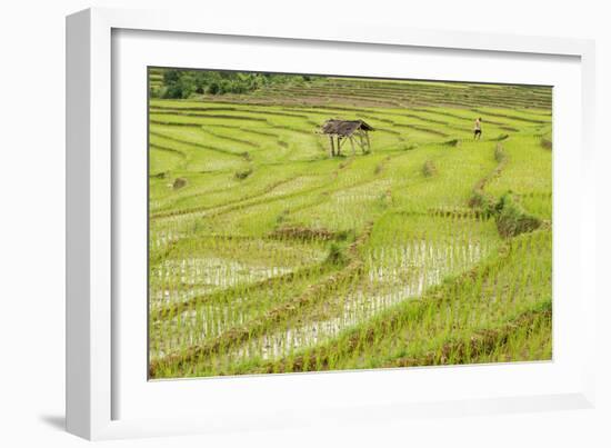 Farmer in Rice Paddy Fields Laid in Shallow Terraces-Annie Owen-Framed Photographic Print