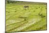 Farmer in Rice Paddy Fields Laid in Shallow Terraces-Annie Owen-Mounted Photographic Print