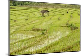 Farmer in Rice Paddy Fields Laid in Shallow Terraces-Annie Owen-Mounted Photographic Print