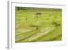 Farmer in Rice Paddy Fields Laid in Shallow Terraces-Annie Owen-Framed Photographic Print