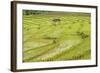 Farmer in Rice Paddy Fields Laid in Shallow Terraces-Annie Owen-Framed Photographic Print