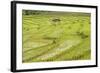 Farmer in Rice Paddy Fields Laid in Shallow Terraces-Annie Owen-Framed Photographic Print