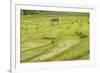Farmer in Rice Paddy Fields Laid in Shallow Terraces-Annie Owen-Framed Photographic Print