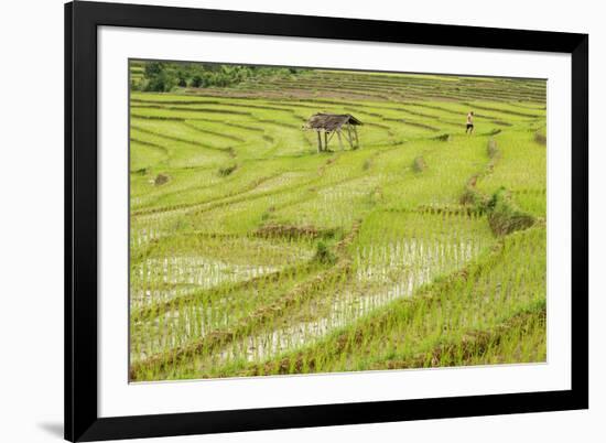 Farmer in Rice Paddy Fields Laid in Shallow Terraces-Annie Owen-Framed Photographic Print