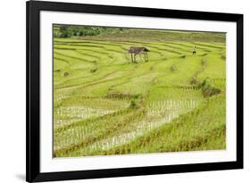 Farmer in Rice Paddy Fields Laid in Shallow Terraces-Annie Owen-Framed Photographic Print