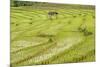 Farmer in Rice Paddy Fields Laid in Shallow Terraces-Annie Owen-Mounted Photographic Print