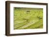 Farmer in Rice Paddy Fields Laid in Shallow Terraces-Annie Owen-Framed Photographic Print