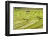 Farmer in Rice Paddy Fields Laid in Shallow Terraces-Annie Owen-Framed Photographic Print