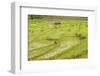 Farmer in Rice Paddy Fields Laid in Shallow Terraces-Annie Owen-Framed Photographic Print