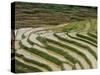 Farmer in Terraced Rice Paddies at Longsheng in North East Guangxi, China-Robert Francis-Stretched Canvas