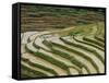 Farmer in Terraced Rice Paddies at Longsheng in North East Guangxi, China-Robert Francis-Framed Stretched Canvas