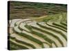 Farmer in Terraced Rice Paddies at Longsheng in North East Guangxi, China-Robert Francis-Stretched Canvas