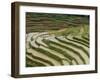 Farmer in Terraced Rice Paddies at Longsheng in North East Guangxi, China-Robert Francis-Framed Photographic Print