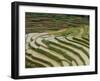 Farmer in Terraced Rice Paddies at Longsheng in North East Guangxi, China-Robert Francis-Framed Photographic Print