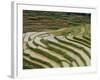 Farmer in Terraced Rice Paddies at Longsheng in North East Guangxi, China-Robert Francis-Framed Photographic Print