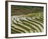 Farmer in Terraced Rice Paddies at Longsheng in North East Guangxi, China-Robert Francis-Framed Photographic Print