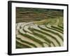 Farmer in Terraced Rice Paddies at Longsheng in North East Guangxi, China-Robert Francis-Framed Photographic Print