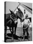 Farmer J. Vivian Truman, Brother of Harry Truman, Working with a Pair of Mules-null-Stretched Canvas