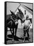 Farmer J. Vivian Truman, Brother of Harry Truman, Working with a Pair of Mules-null-Framed Stretched Canvas