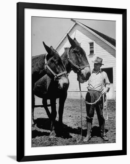 Farmer J. Vivian Truman, Brother of Harry Truman, Working with a Pair of Mules-null-Framed Photographic Print