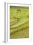 Farmer Leaving Tiny Shack in Rice Paddy Fields Laid in Shallow Terraces-Annie Owen-Framed Photographic Print