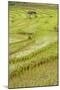 Farmer Leaving Tiny Shack in Rice Paddy Fields Laid in Shallow Terraces-Annie Owen-Mounted Photographic Print
