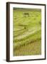 Farmer Leaving Tiny Shack in Rice Paddy Fields Laid in Shallow Terraces-Annie Owen-Framed Photographic Print