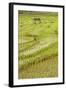 Farmer Leaving Tiny Shack in Rice Paddy Fields Laid in Shallow Terraces-Annie Owen-Framed Photographic Print