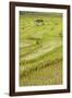 Farmer Leaving Tiny Shack in Rice Paddy Fields Laid in Shallow Terraces-Annie Owen-Framed Photographic Print