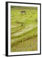 Farmer Leaving Tiny Shack in Rice Paddy Fields Laid in Shallow Terraces-Annie Owen-Framed Photographic Print