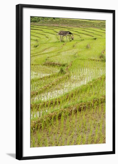 Farmer Leaving Tiny Shack in Rice Paddy Fields Laid in Shallow Terraces-Annie Owen-Framed Photographic Print