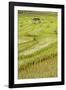 Farmer Leaving Tiny Shack in Rice Paddy Fields Laid in Shallow Terraces-Annie Owen-Framed Photographic Print