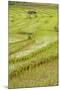 Farmer Leaving Tiny Shack in Rice Paddy Fields Laid in Shallow Terraces-Annie Owen-Mounted Photographic Print
