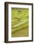 Farmer Leaving Tiny Shack in Rice Paddy Fields Laid in Shallow Terraces-Annie Owen-Framed Photographic Print