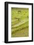 Farmer Leaving Tiny Shack in Rice Paddy Fields Laid in Shallow Terraces-Annie Owen-Framed Photographic Print